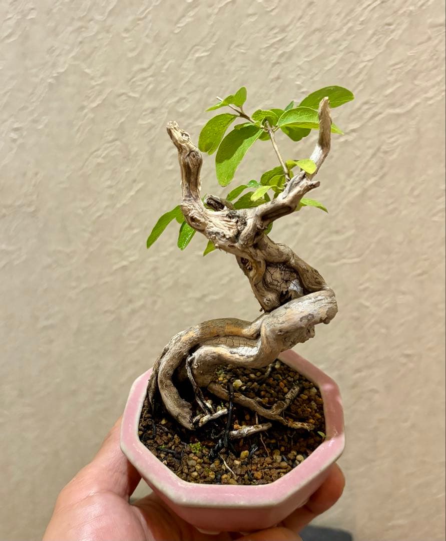 古樹!!樹高12㎝　天神板舎利　ヒョウタンボク　盆栽　真柏　黒松　五葉松　紅葉