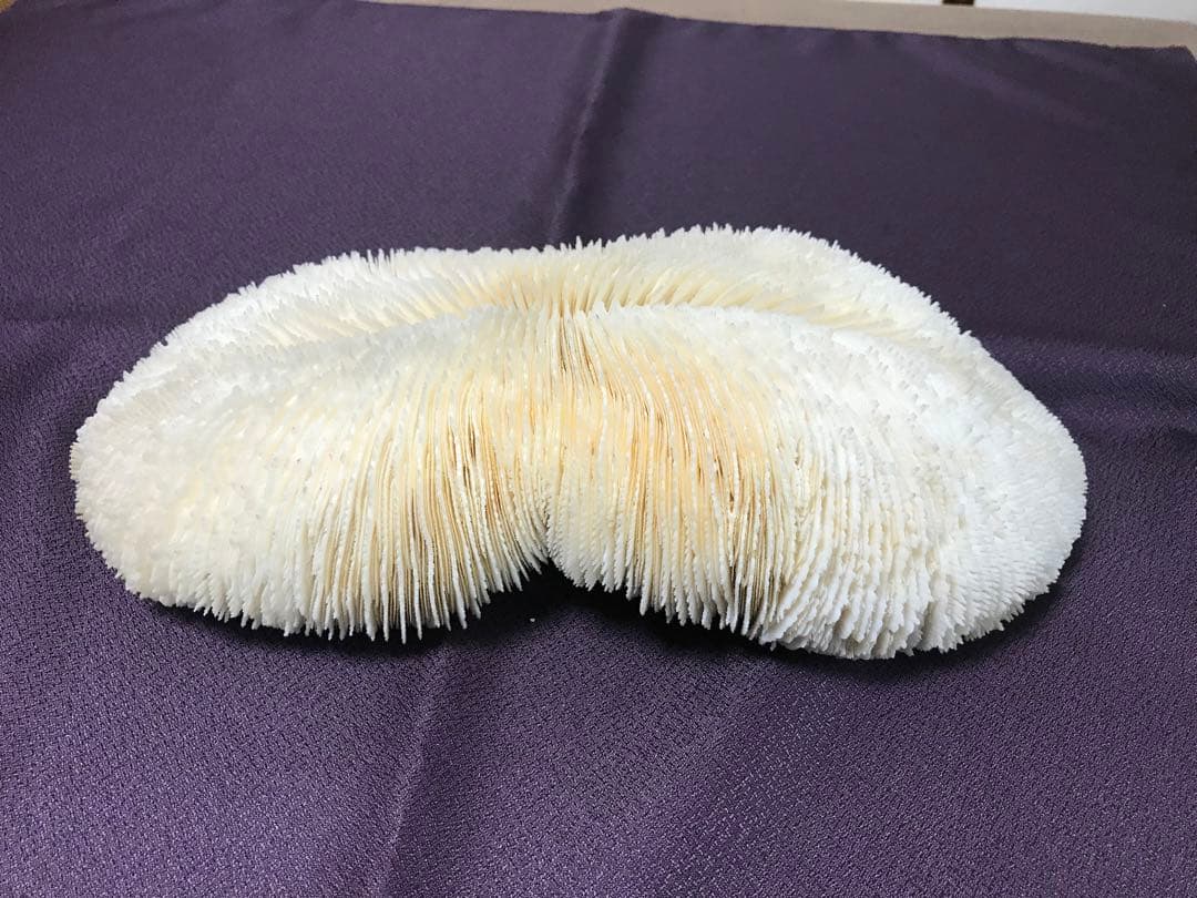 ❗️夏 珍品 平珊瑚❗️ 海からの自然の 贈り物❗️ とっても綺麗