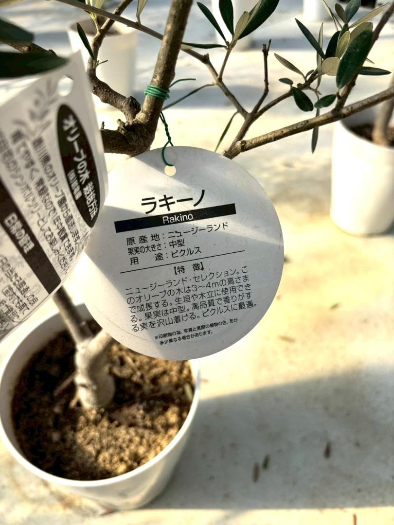オリーブの木 ラキーノ 7号 約130cm K-316 現品掲載 - メルカリ