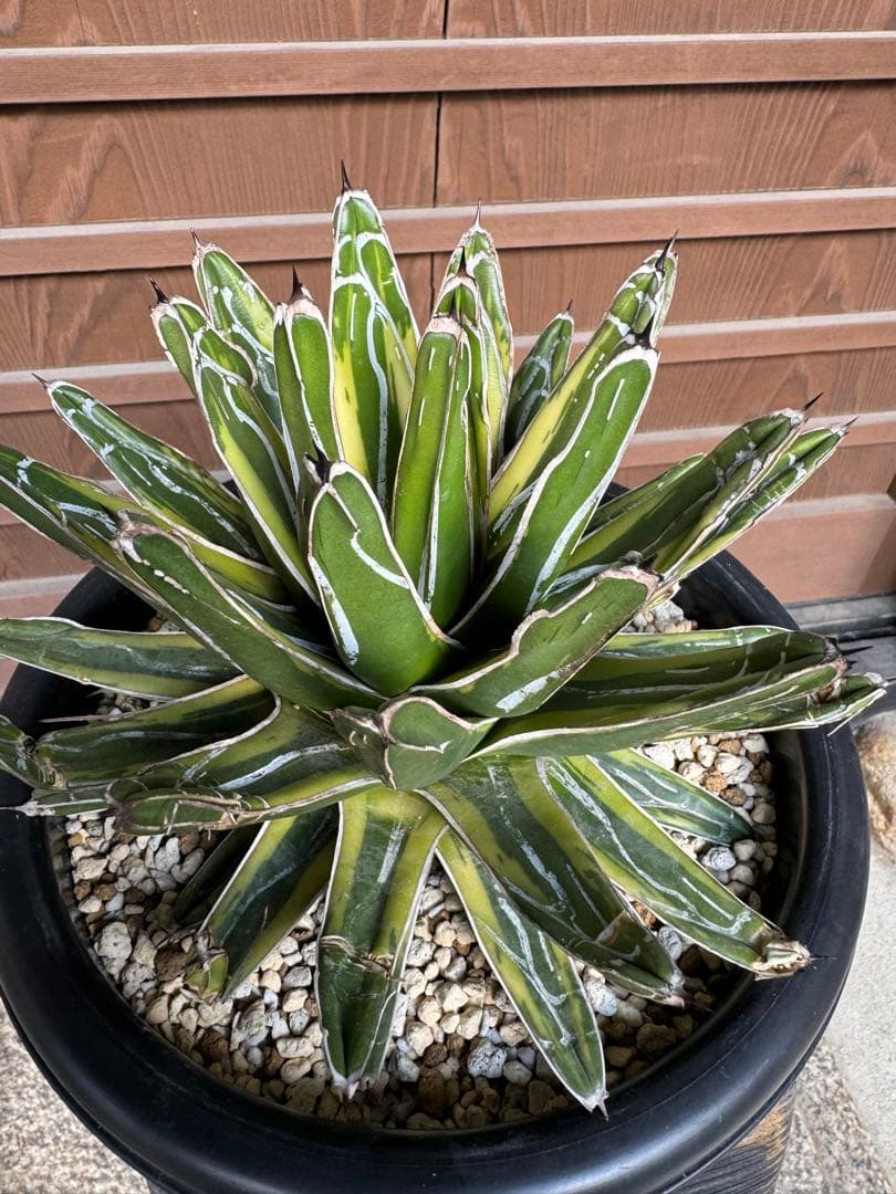 アガベ Agave victoriae-reginae variegata 176