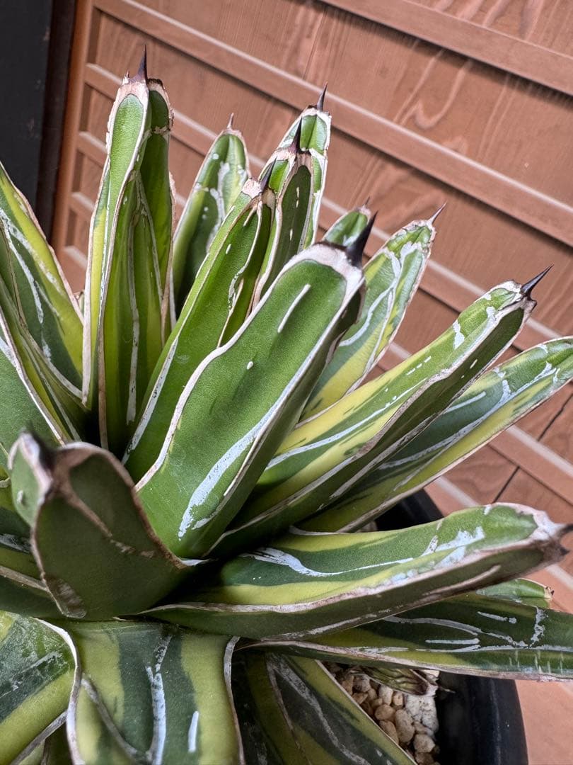 アガベ Agave victoriae-reginae variegata 176
