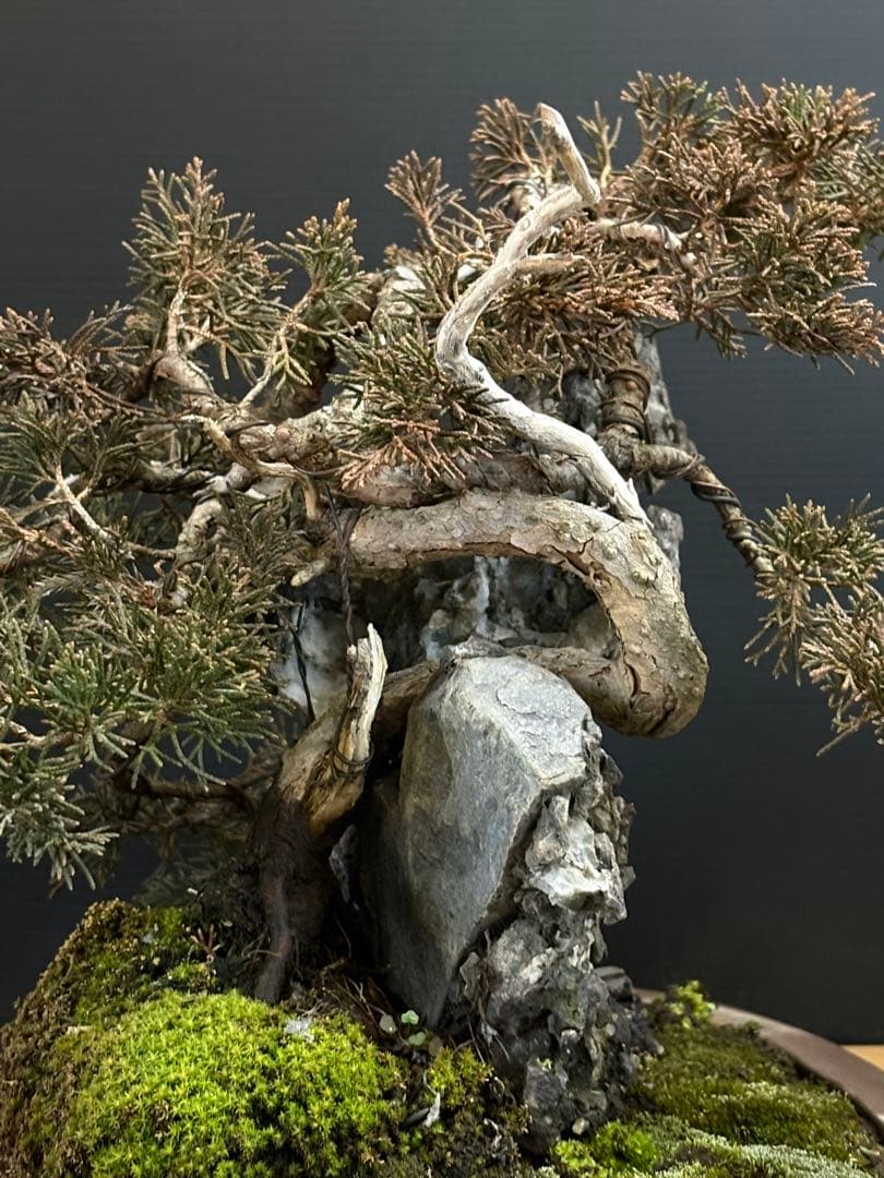 M*O様 [サービスオークション盆栽]真柏/石添え