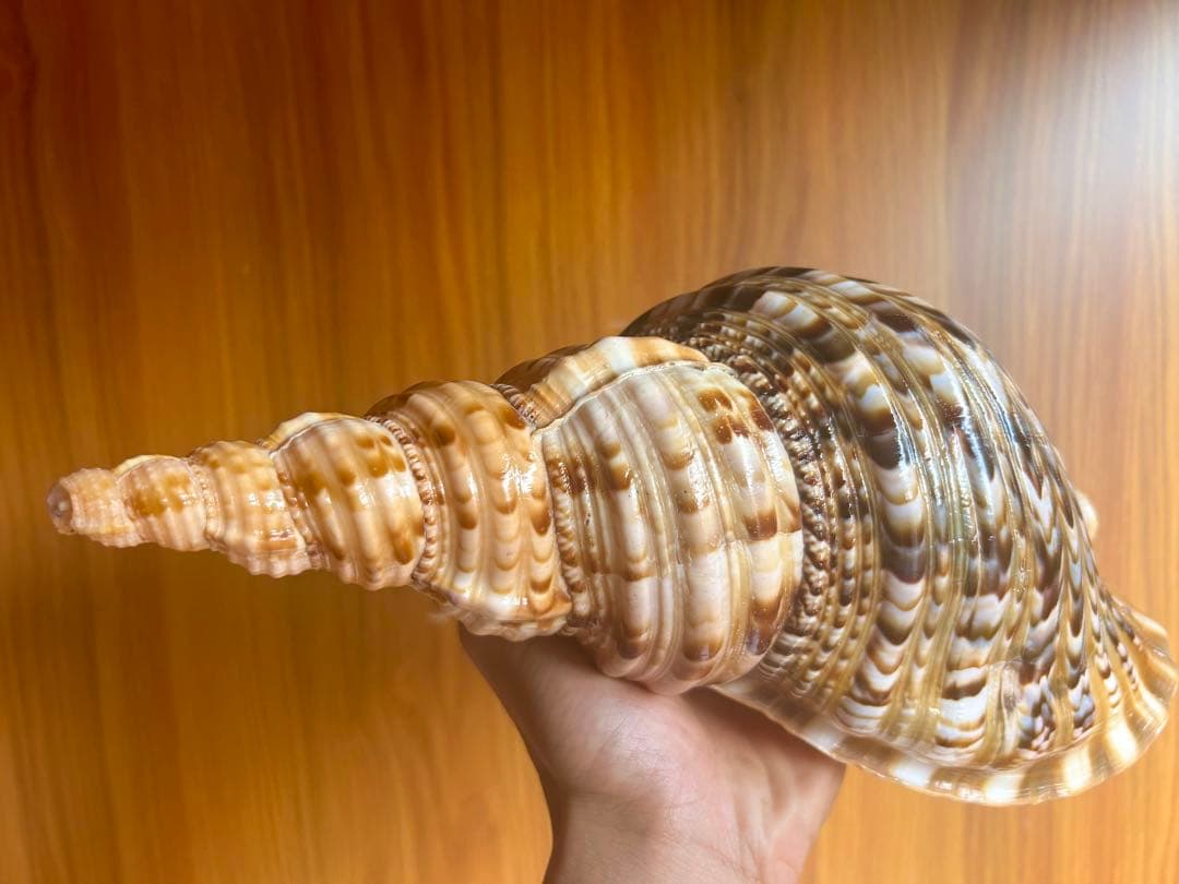 法螺貝　特別な色合い 29.5cm