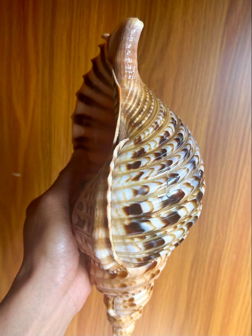 法螺貝　特別な色合い 29.5cm