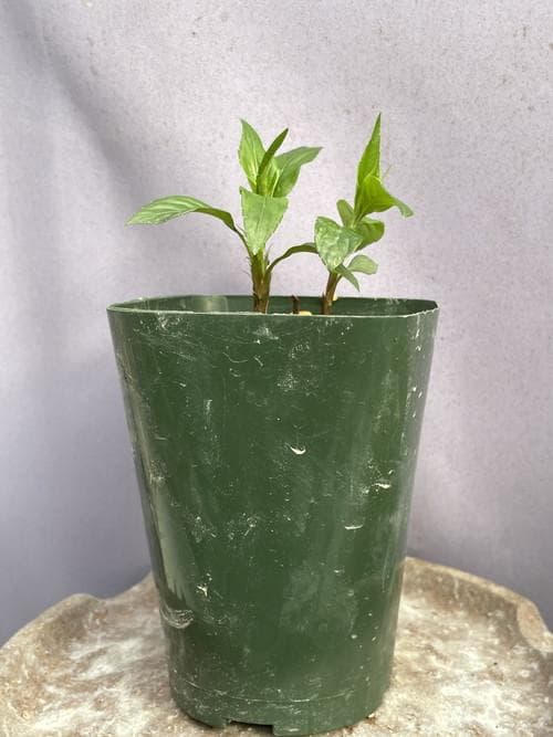 こ*こ様 タデスミレ