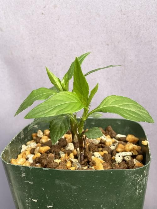 こ*こ様 タデスミレ