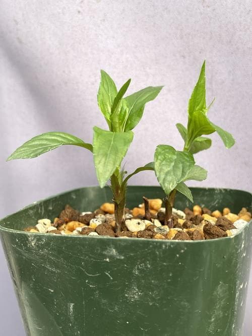 こ*こ様 タデスミレ