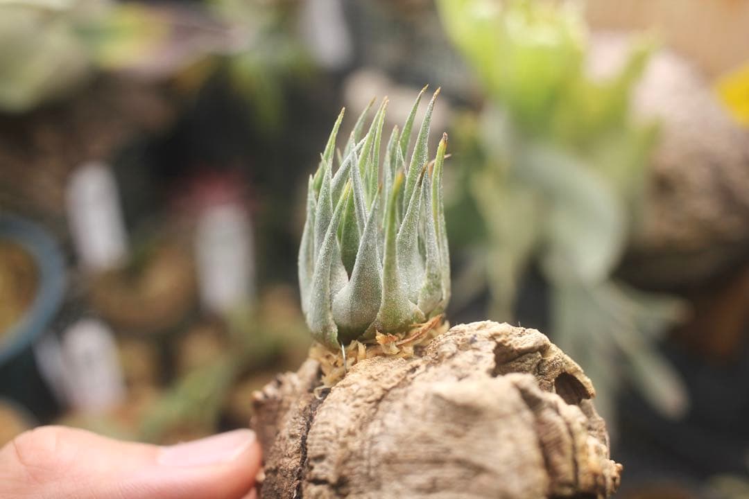 チランジア　カウツキー　Tillandsia Kautskyi