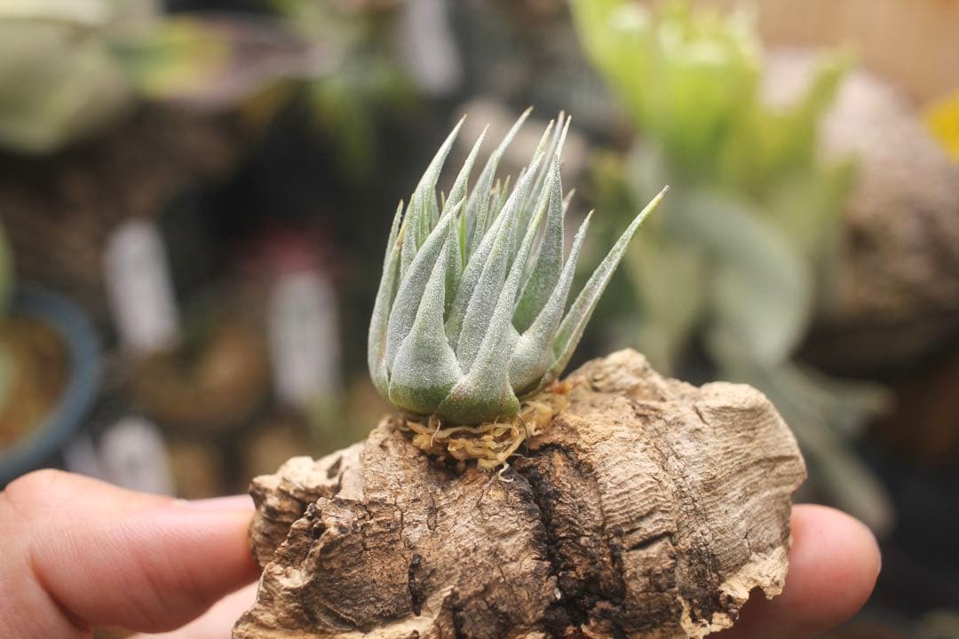 チランジア　カウツキー　Tillandsia Kautskyi