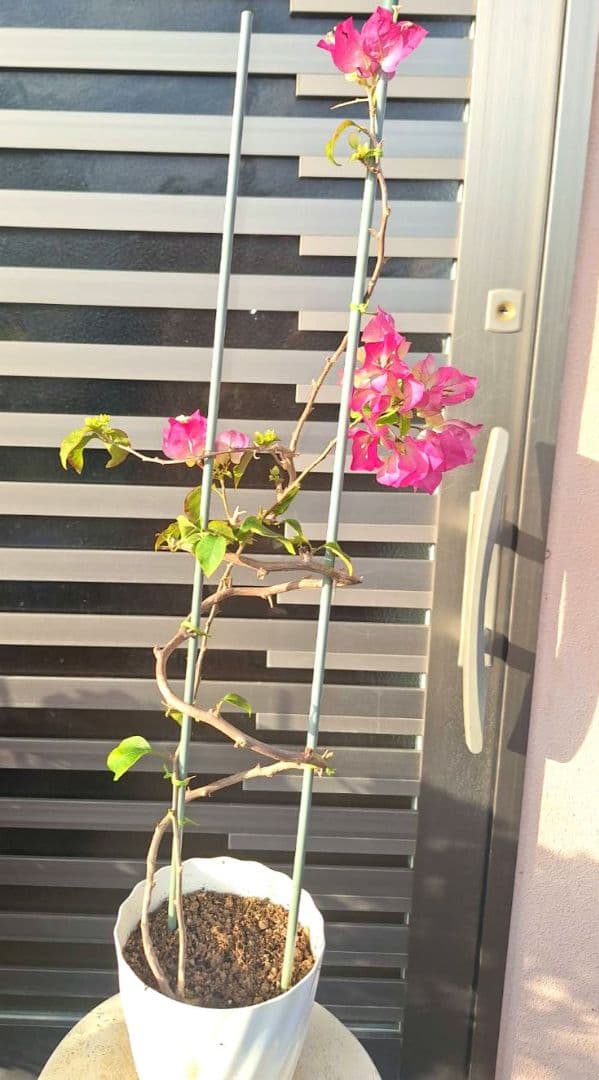 ブーゲンビリア No105 らくらくメルカリ便発送‼️ - メルカリ