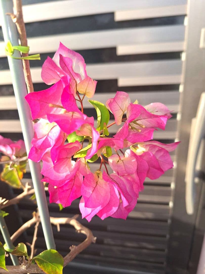 ブーゲンビリア No105 らくらくメルカリ便発送‼️ - メルカリ