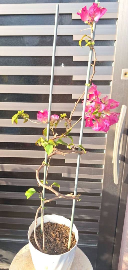 ブーゲンビリア No105 らくらくメルカリ便発送‼️ - メルカリ