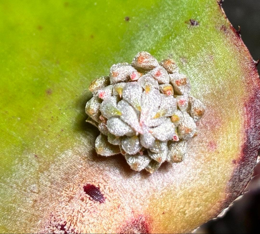 しばらくラストT. ionantha Nizanda T'S TROPICALS - メルカリ