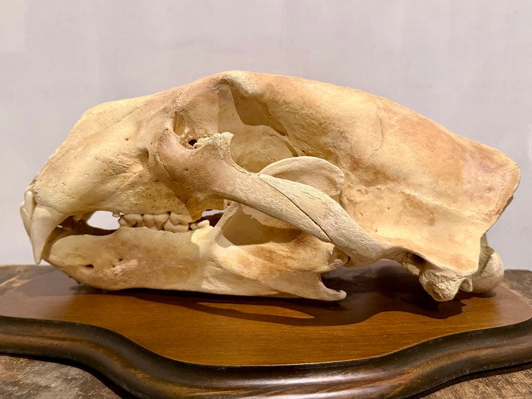 置物 polar bear skull
