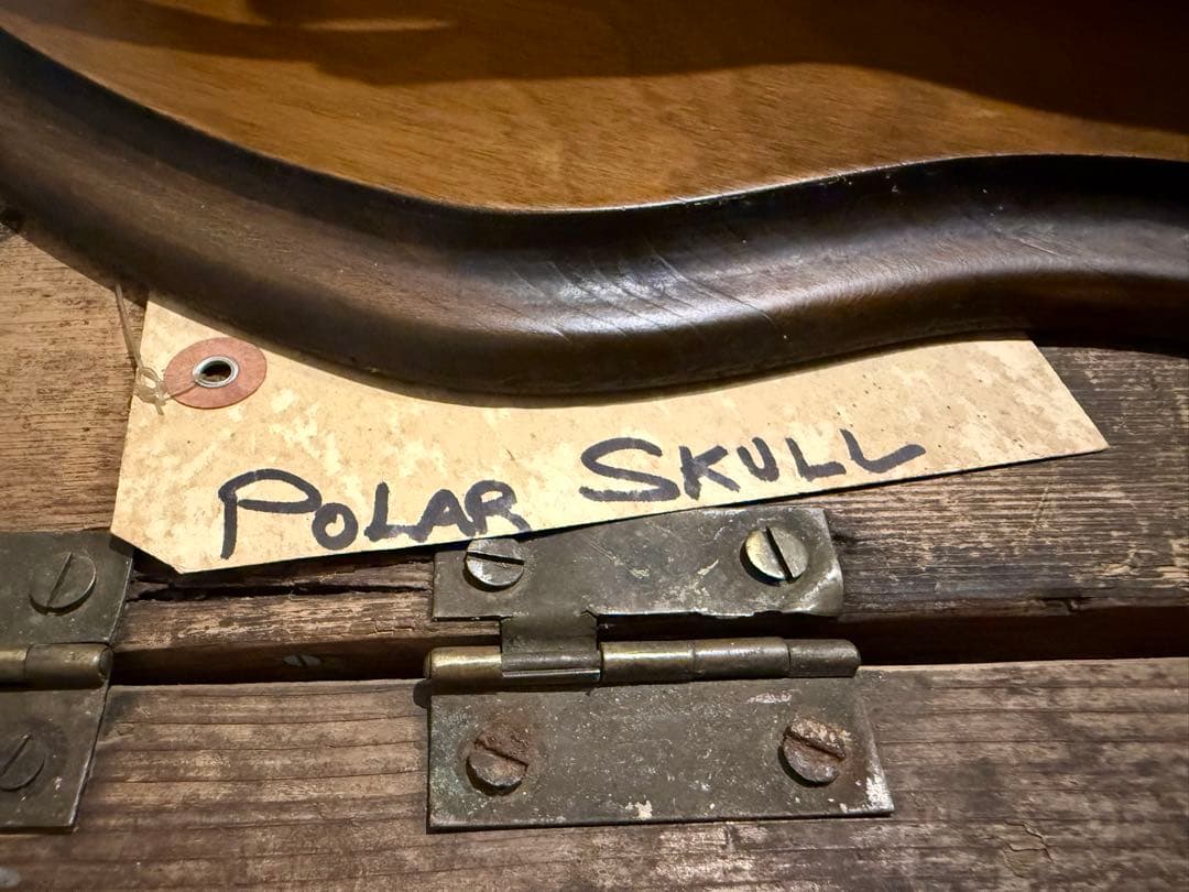 置物 polar bear skull