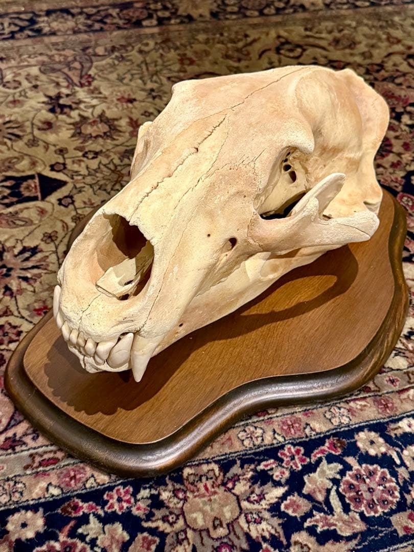 置物 polar bear skull