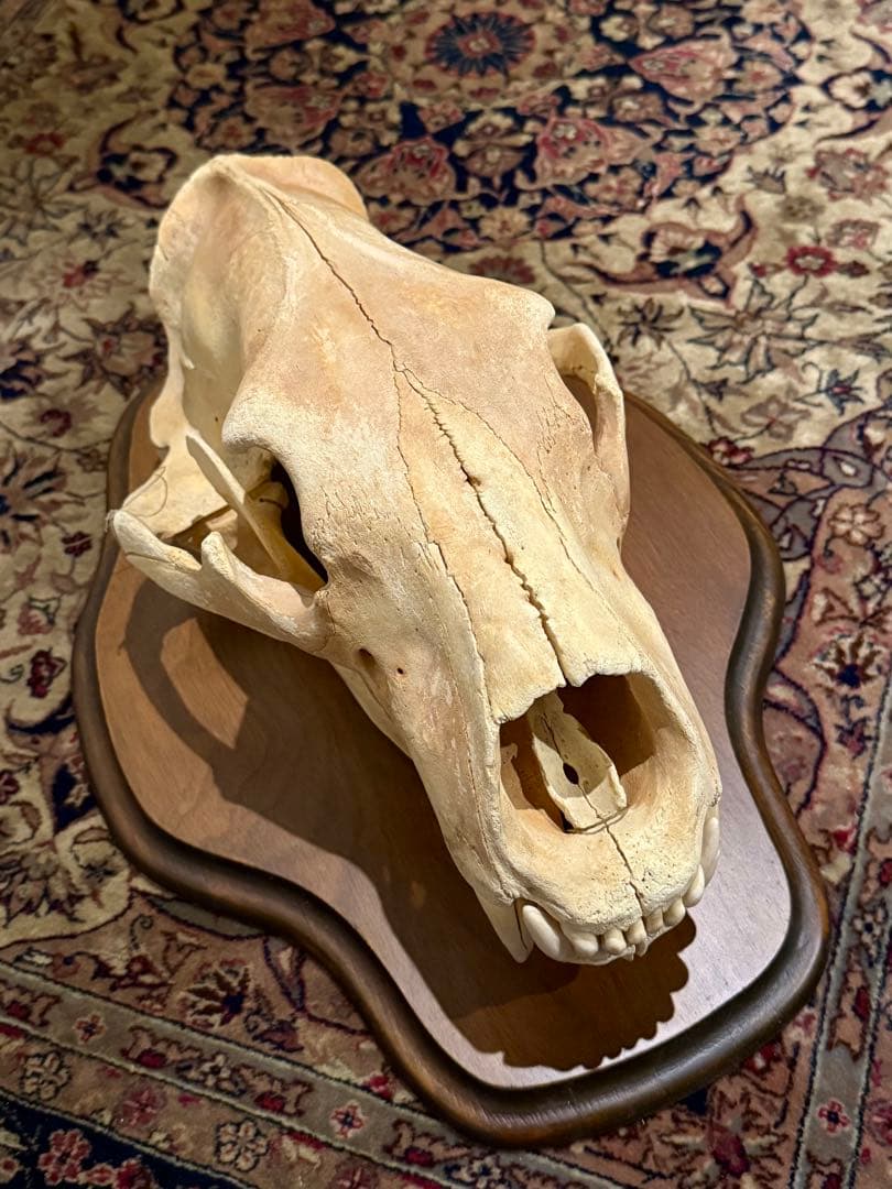 置物 polar bear skull