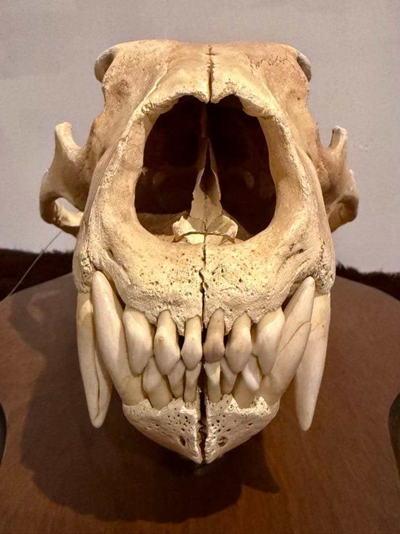置物 polar bear skull