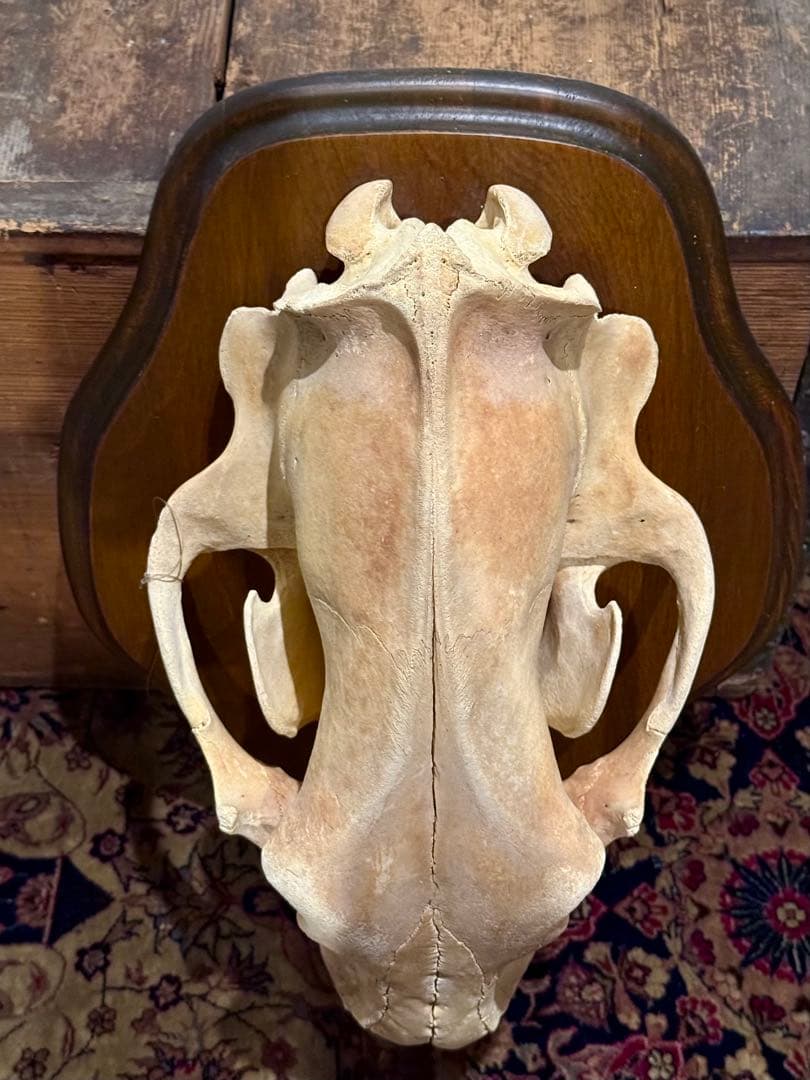 置物 polar bear skull