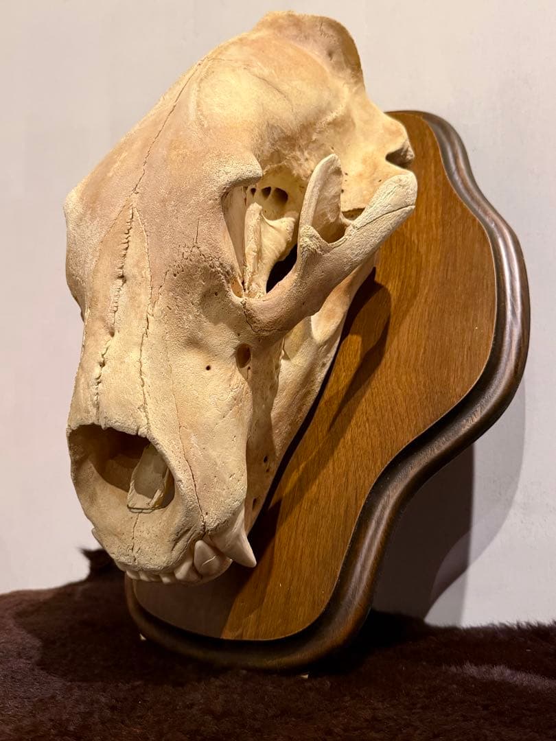 置物 polar bear skull