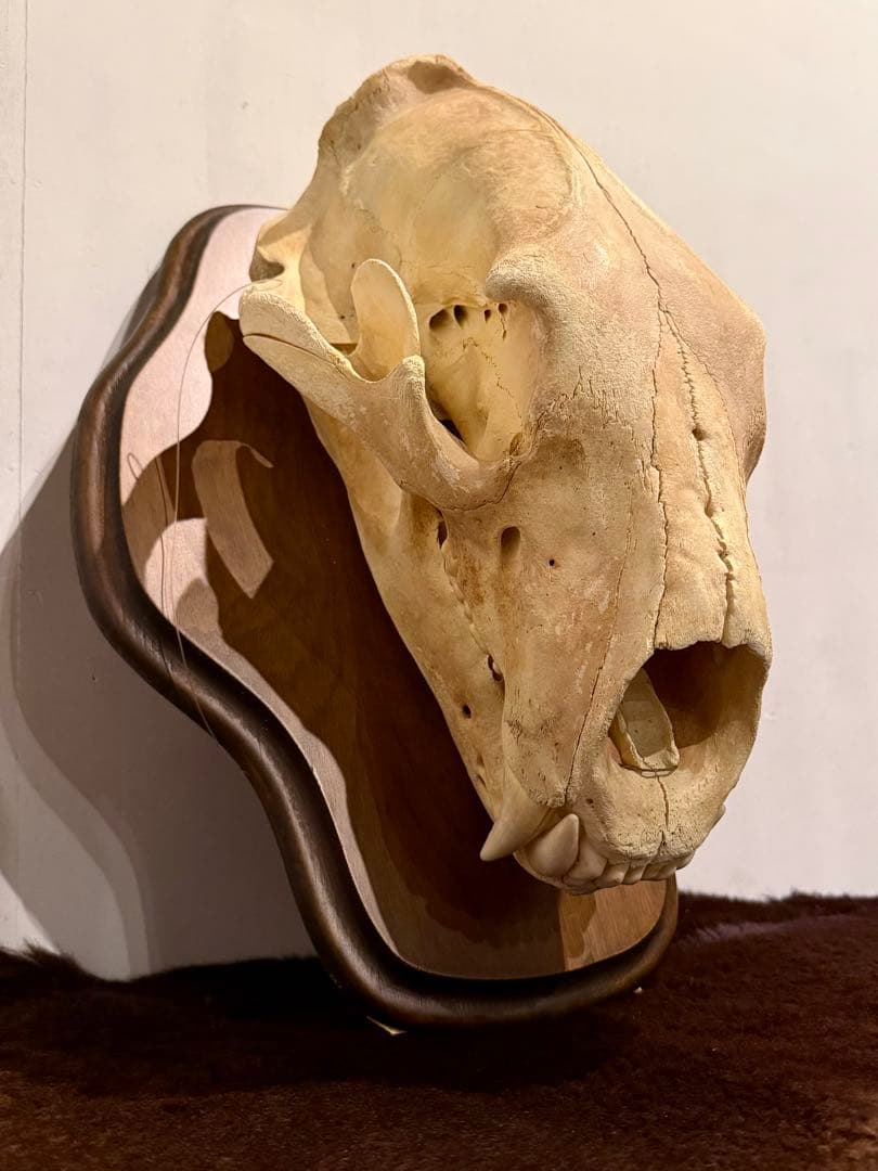 置物 polar bear skull
