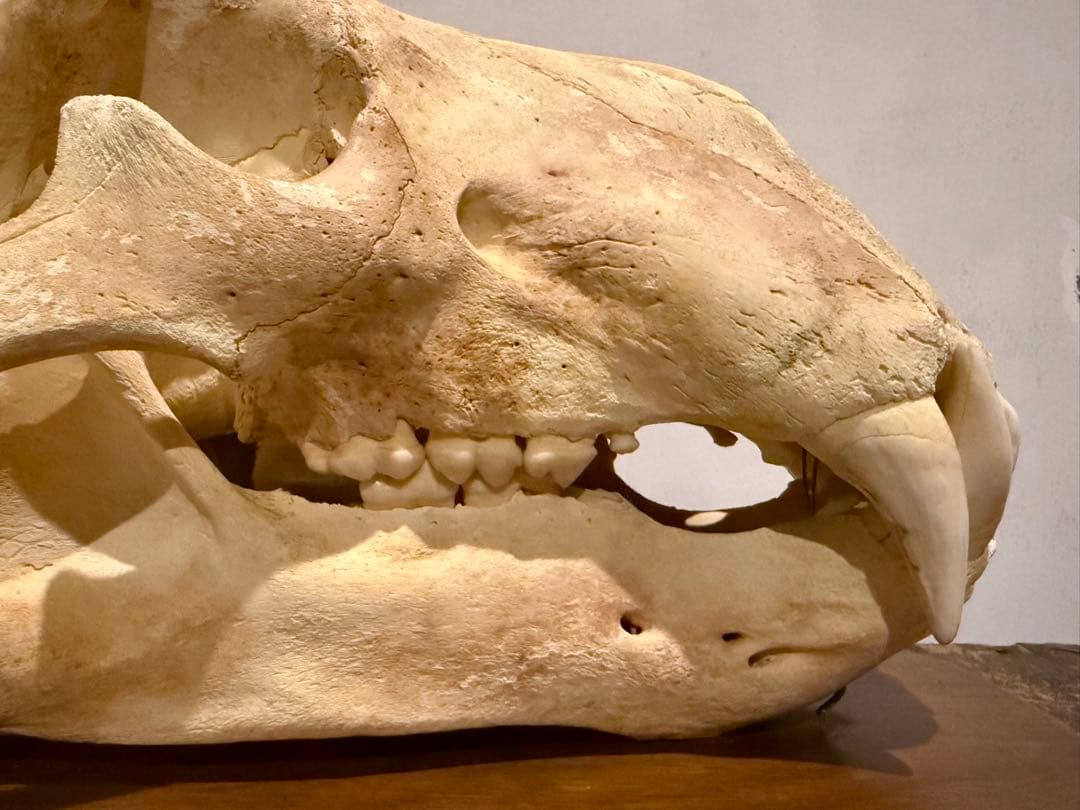 置物 polar bear skull