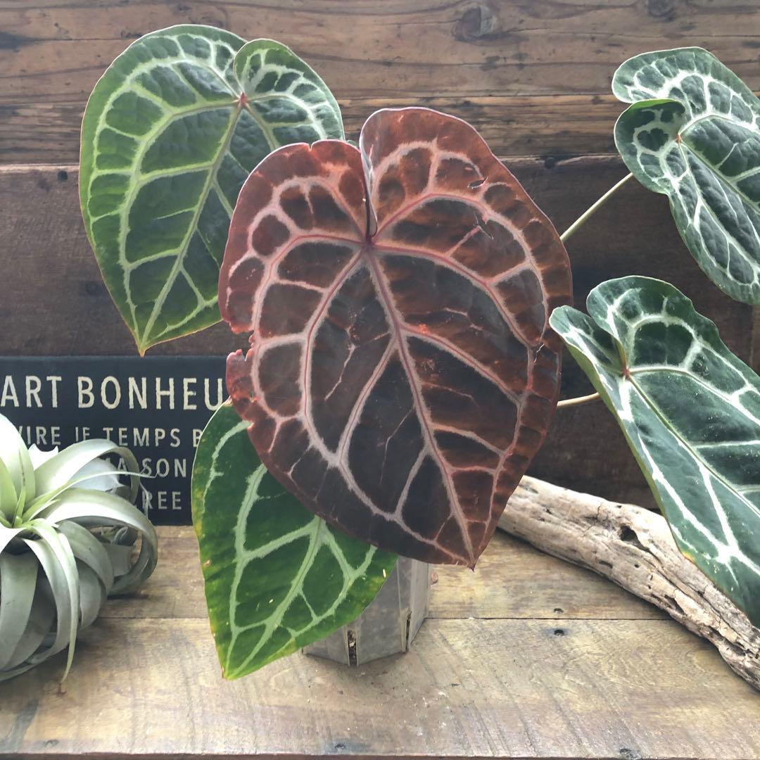 現品♡ ポットごと　アンスリウム ミシェル Anthurium Michelle