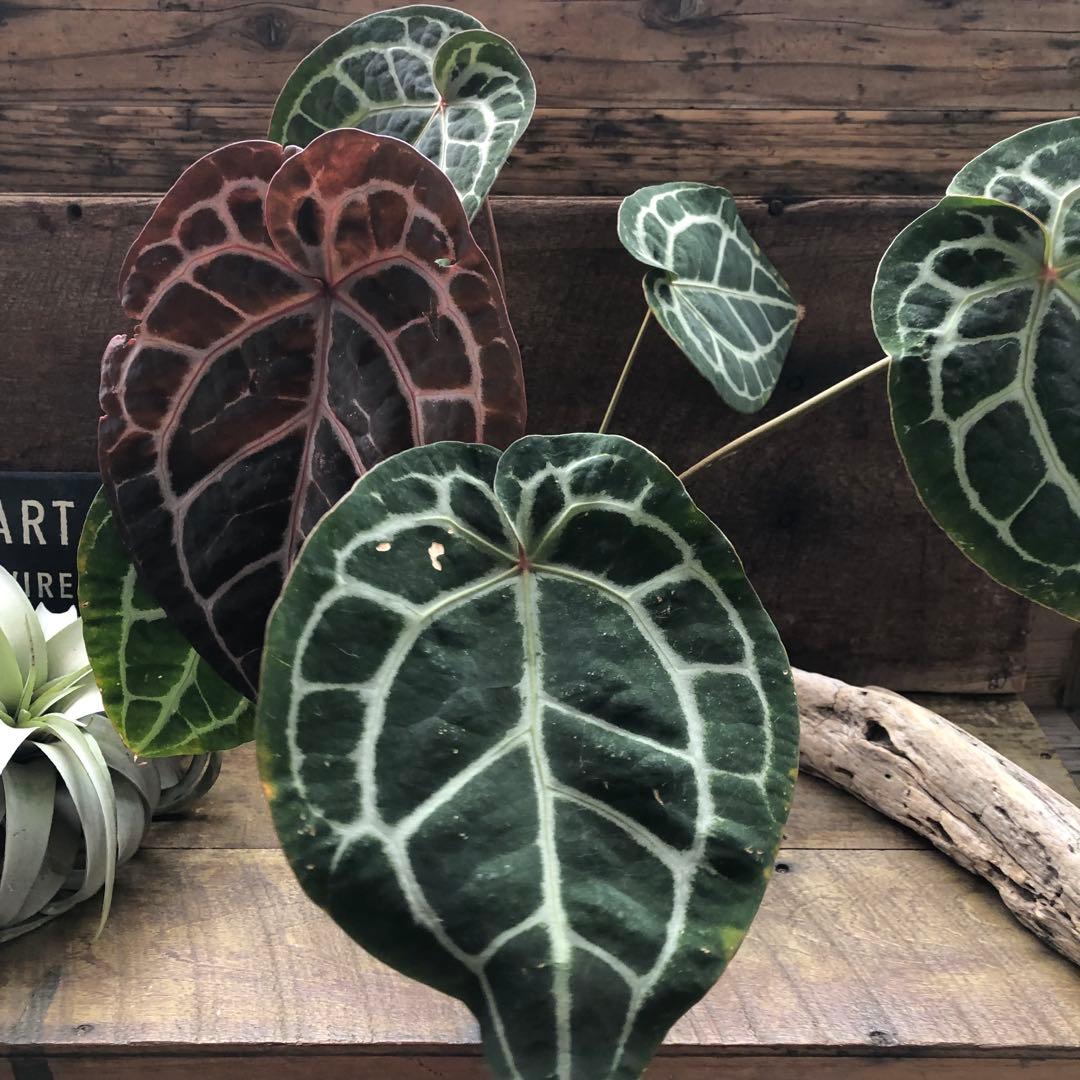 現品♡ ポットごと　アンスリウム ミシェル Anthurium Michelle