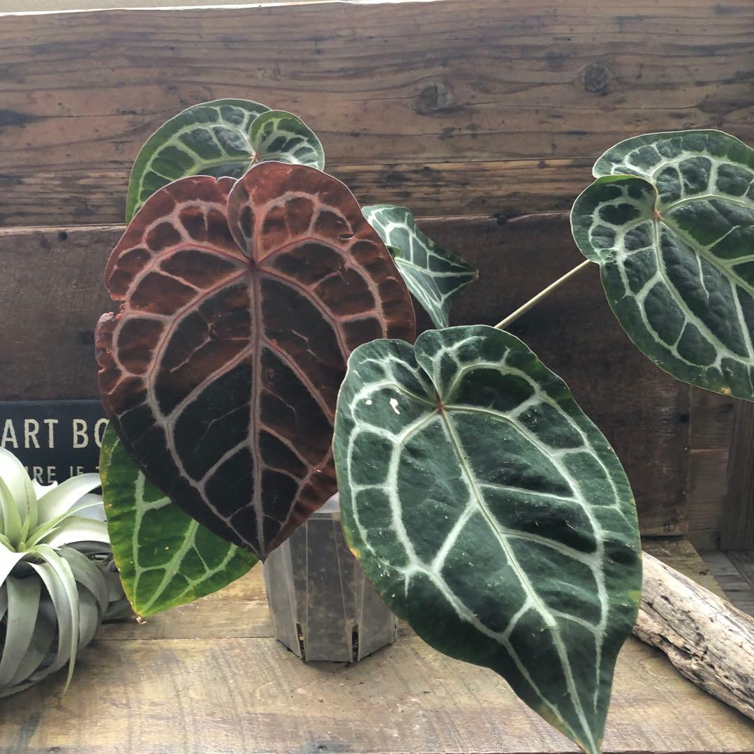 現品♡ ポットごと　アンスリウム ミシェル Anthurium Michelle