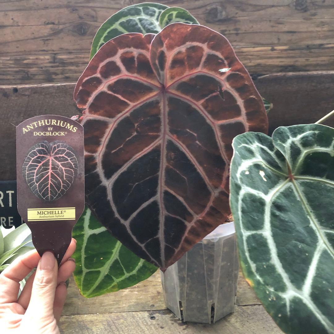現品♡ ポットごと　アンスリウム ミシェル Anthurium Michelle