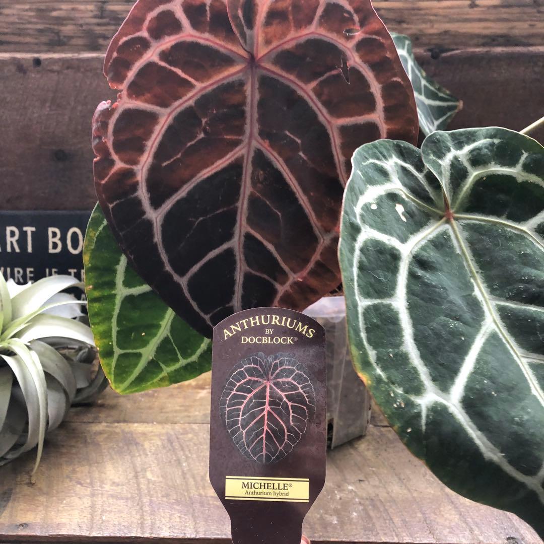 現品♡ ポットごと　アンスリウム ミシェル Anthurium Michelle