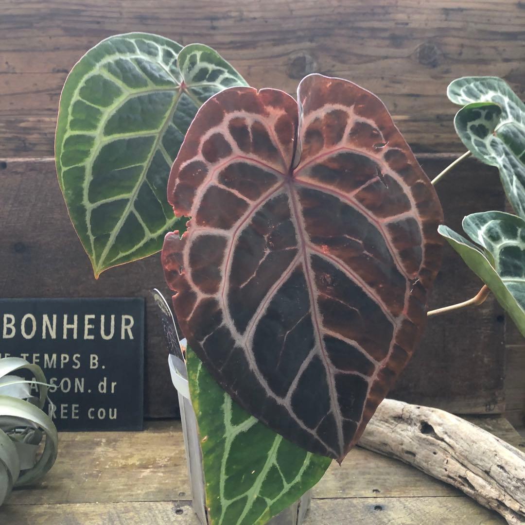 現品♡ ポットごと　アンスリウム ミシェル Anthurium Michelle