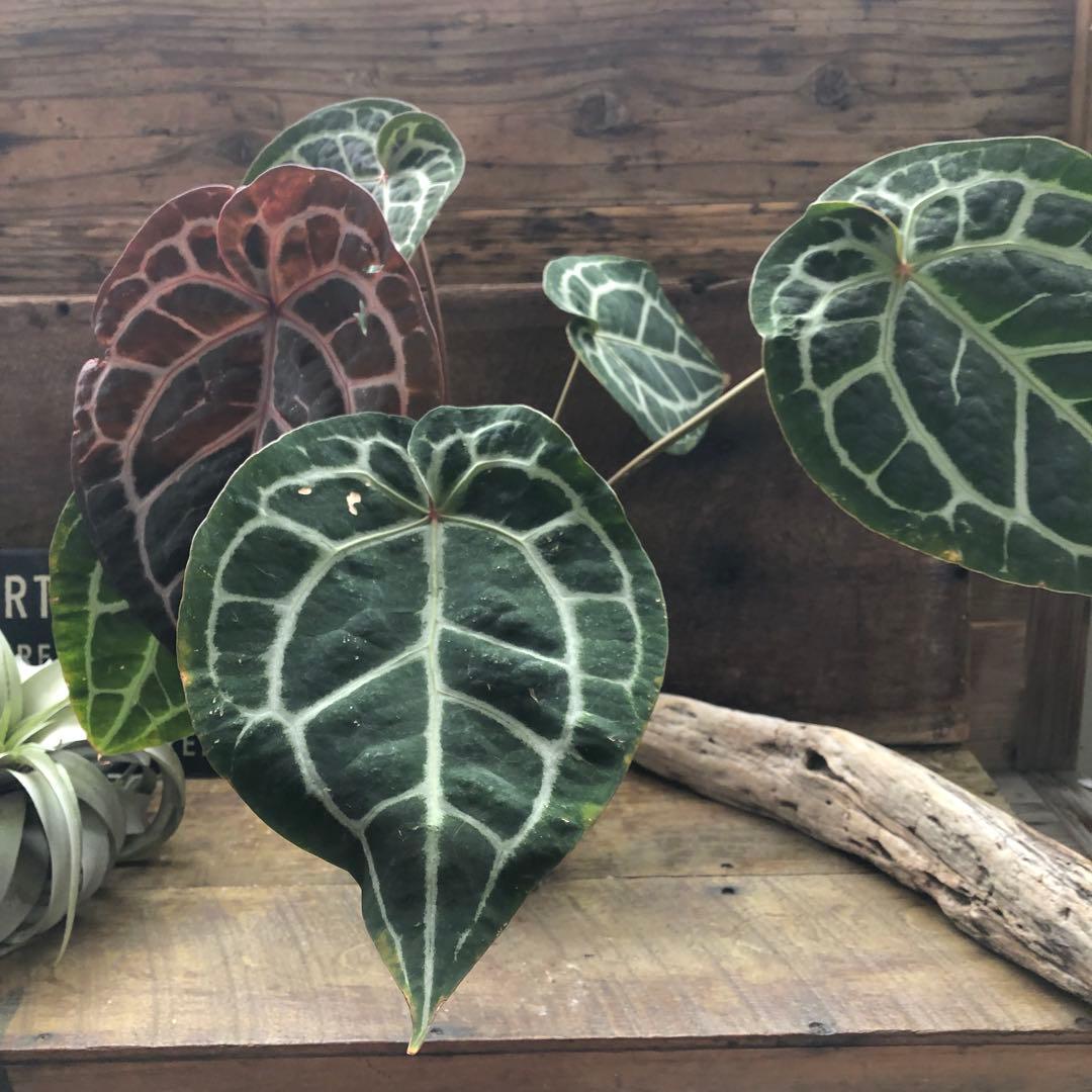現品♡ ポットごと　アンスリウム ミシェル Anthurium Michelle