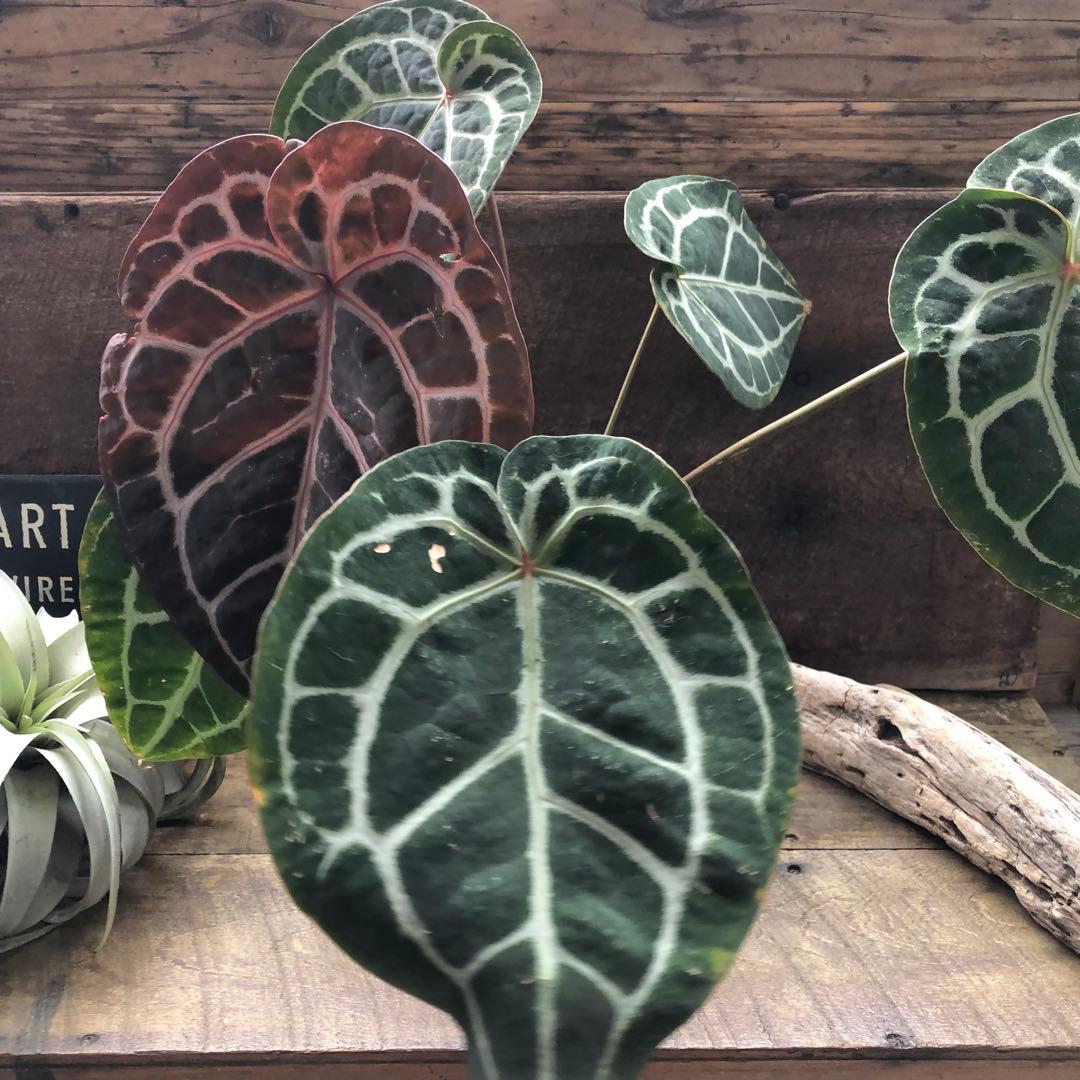 現品♡ ポットごと　アンスリウム ミシェル Anthurium Michelle