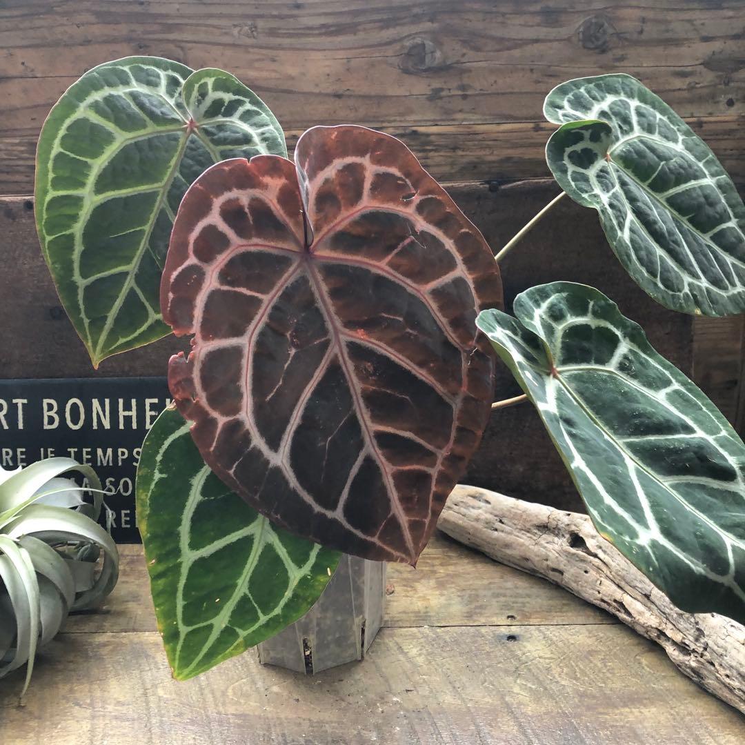 現品♡ ポットごと　アンスリウム ミシェル Anthurium Michelle