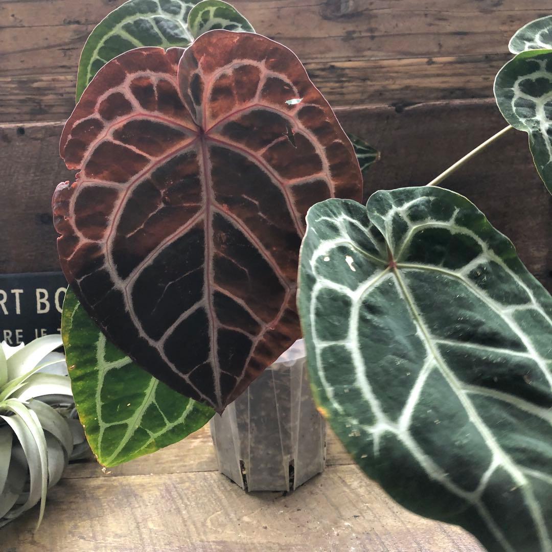 現品♡ ポットごと　アンスリウム ミシェル Anthurium Michelle