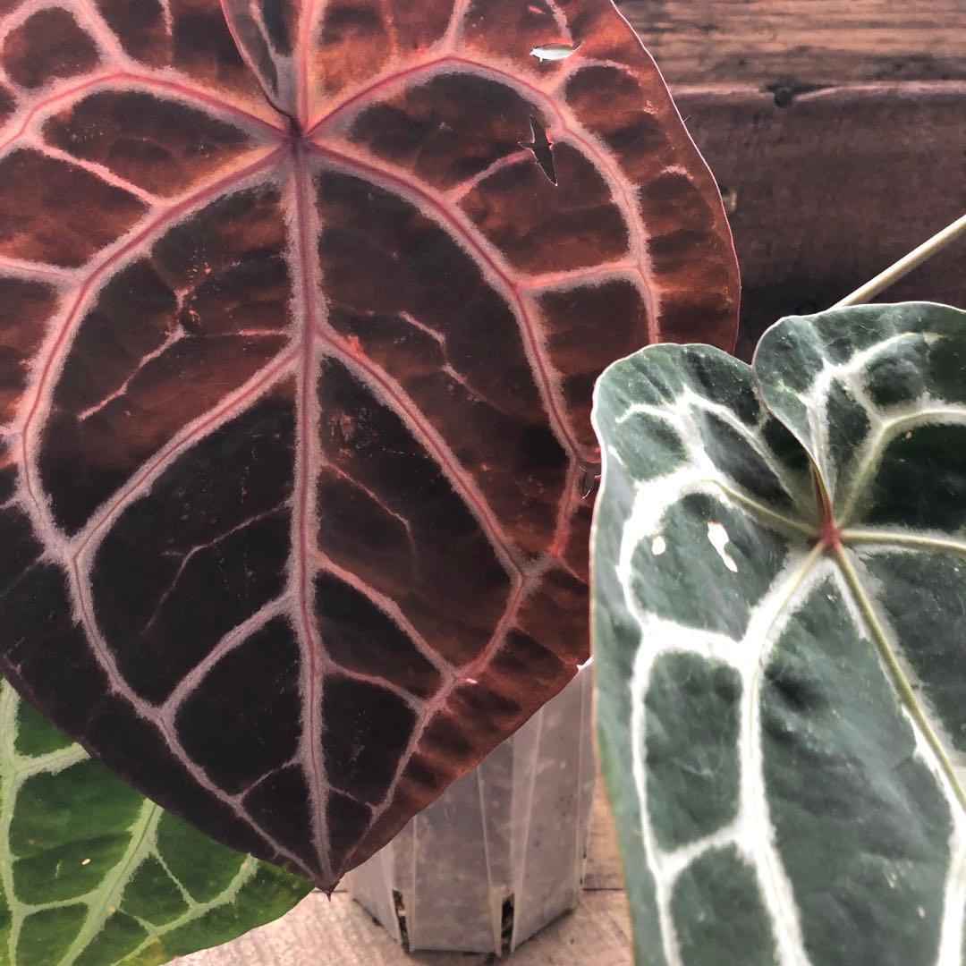 現品♡ ポットごと　アンスリウム ミシェル Anthurium Michelle