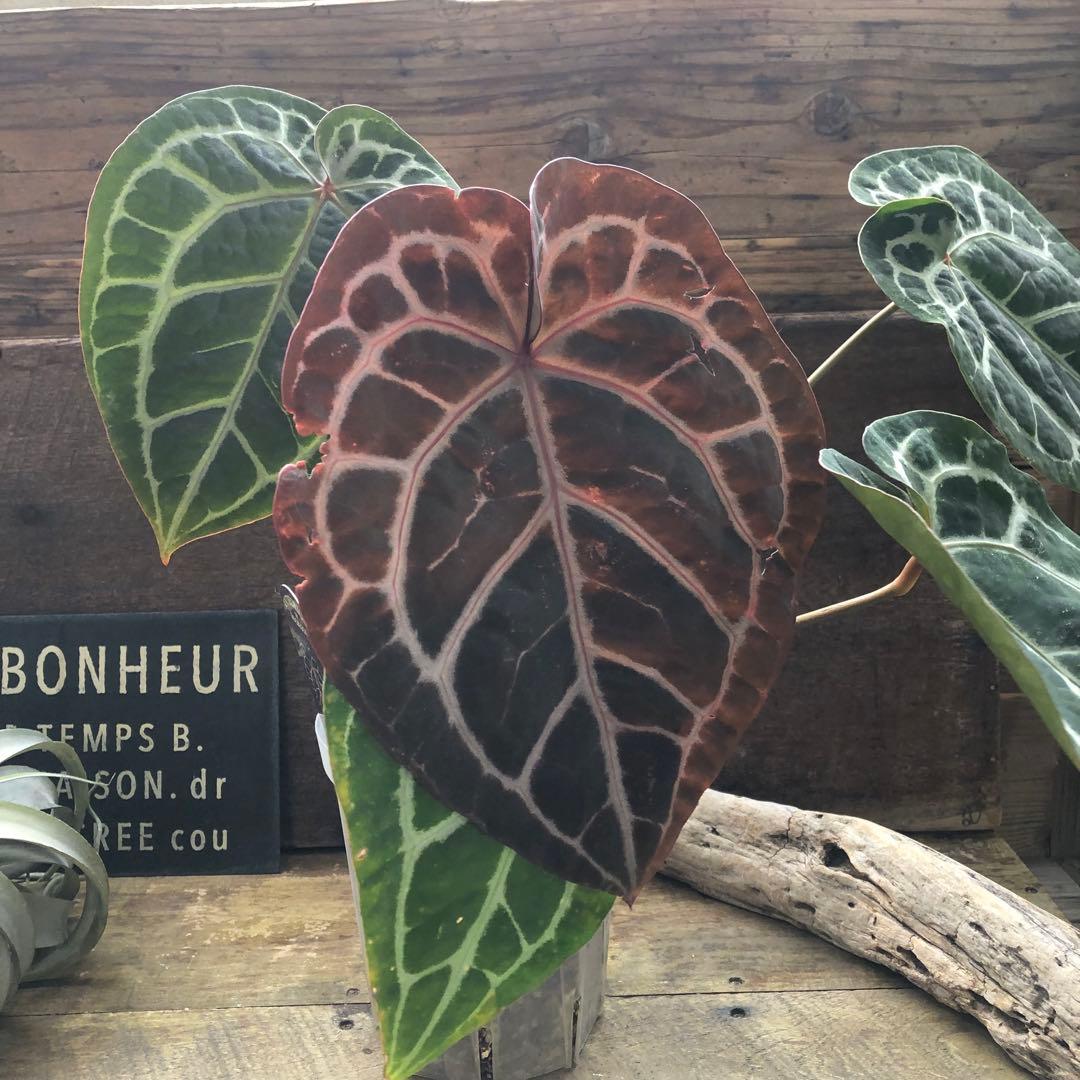 現品♡ ポットごと　アンスリウム ミシェル Anthurium Michelle