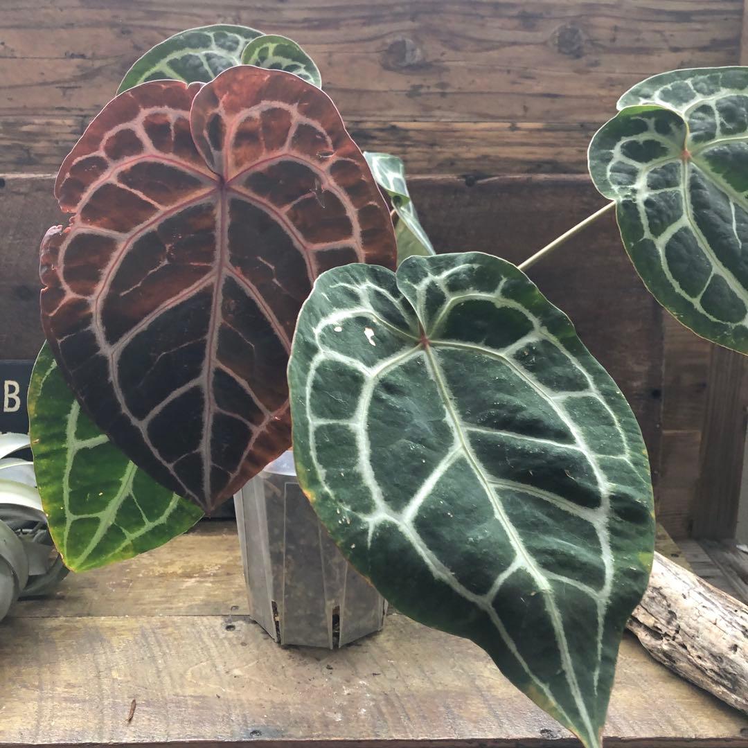 現品♡ ポットごと　アンスリウム ミシェル Anthurium Michelle