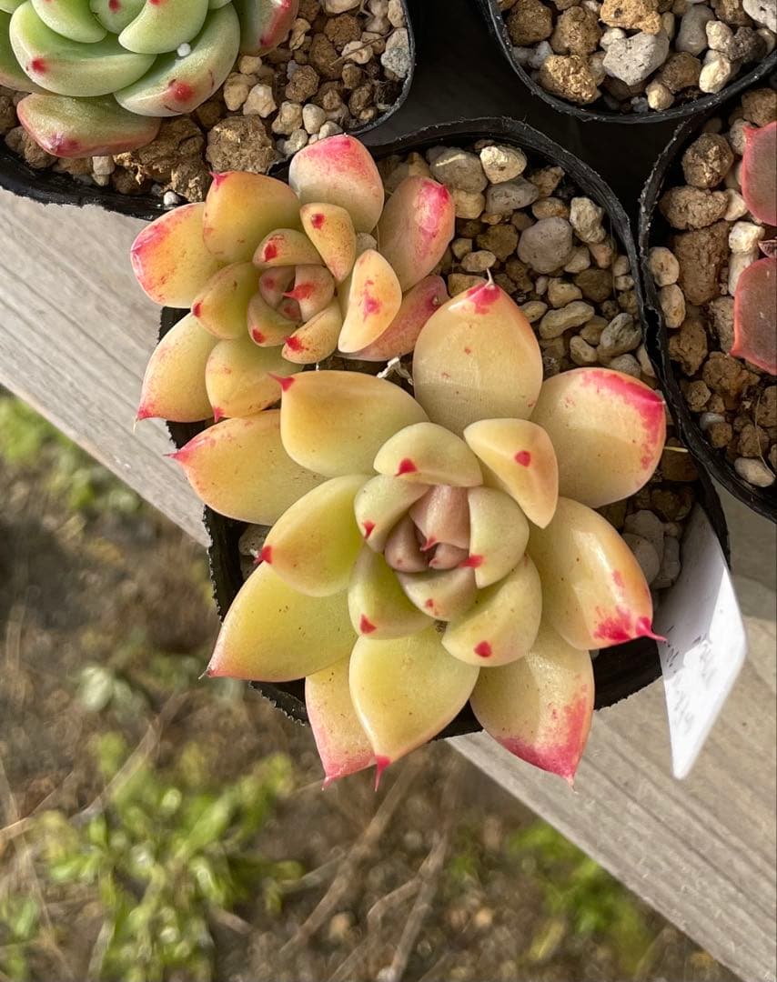 多肉植物 エケベリア セット 抜き苗 - メルカリ