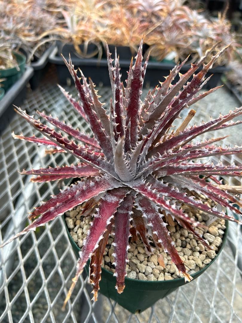 ディッキア Dyckia Code NW-27 Bill Baker