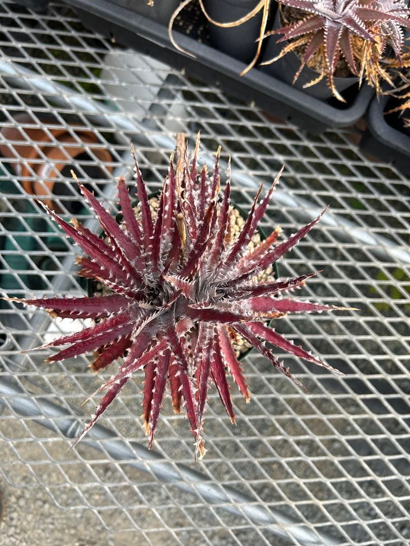 ディッキア Dyckia Code NW-27 Bill Baker