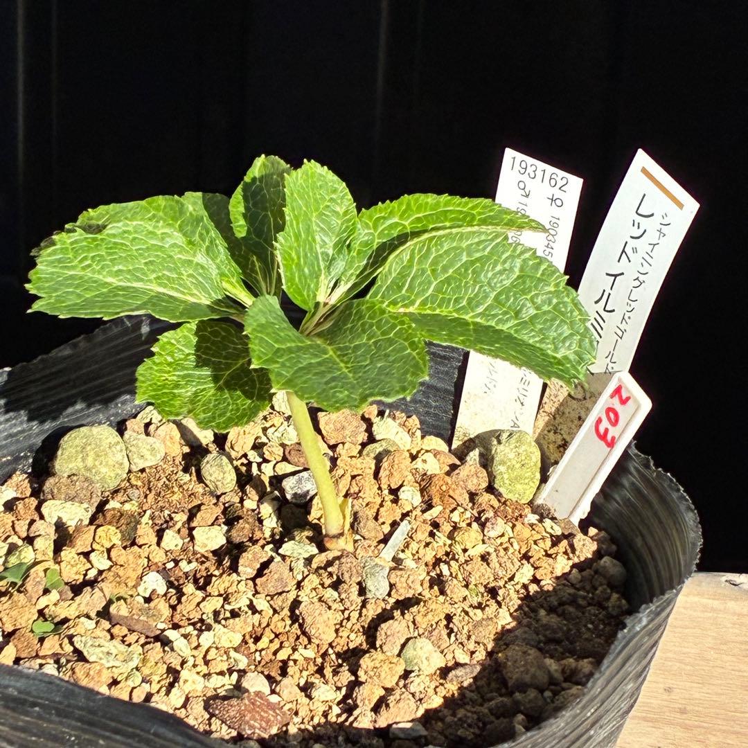 ま*️様 ❤️根充実❤️新芽❤️203タグ付【レッドイルミリオン】シャイニングレ