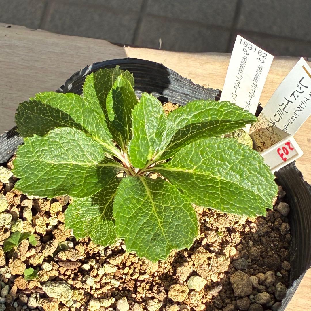 ま*️様 ❤️根充実❤️新芽❤️203タグ付【レッドイルミリオン】シャイニングレ