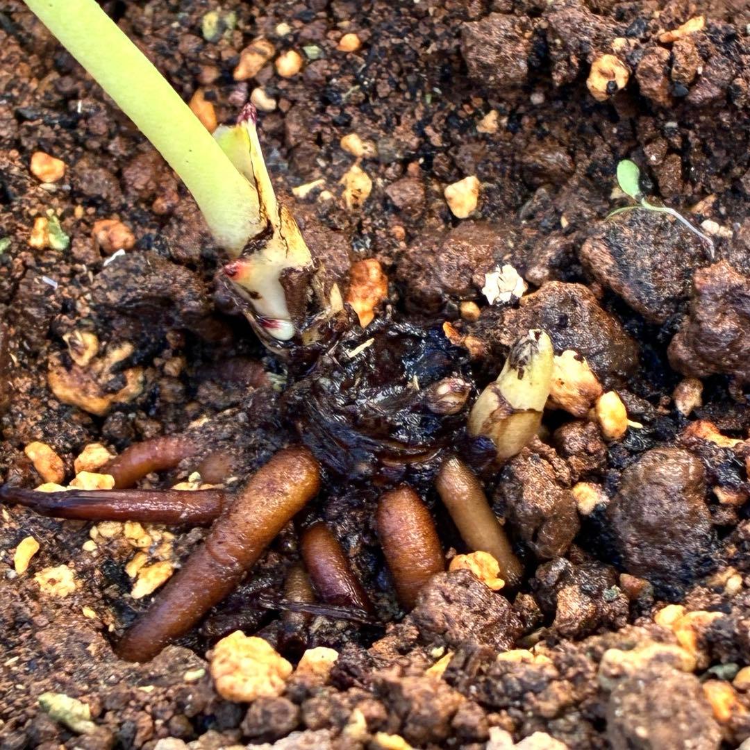 ま*️様 ❤️根充実❤️新芽❤️203タグ付【レッドイルミリオン】シャイニングレ