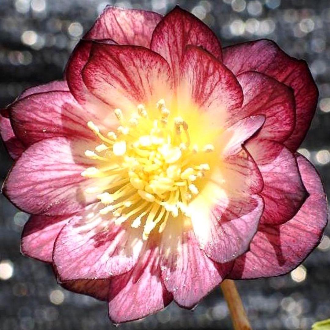 ま*️様 ❤️根充実❤️新芽❤️203タグ付【レッドイルミリオン】シャイニングレ