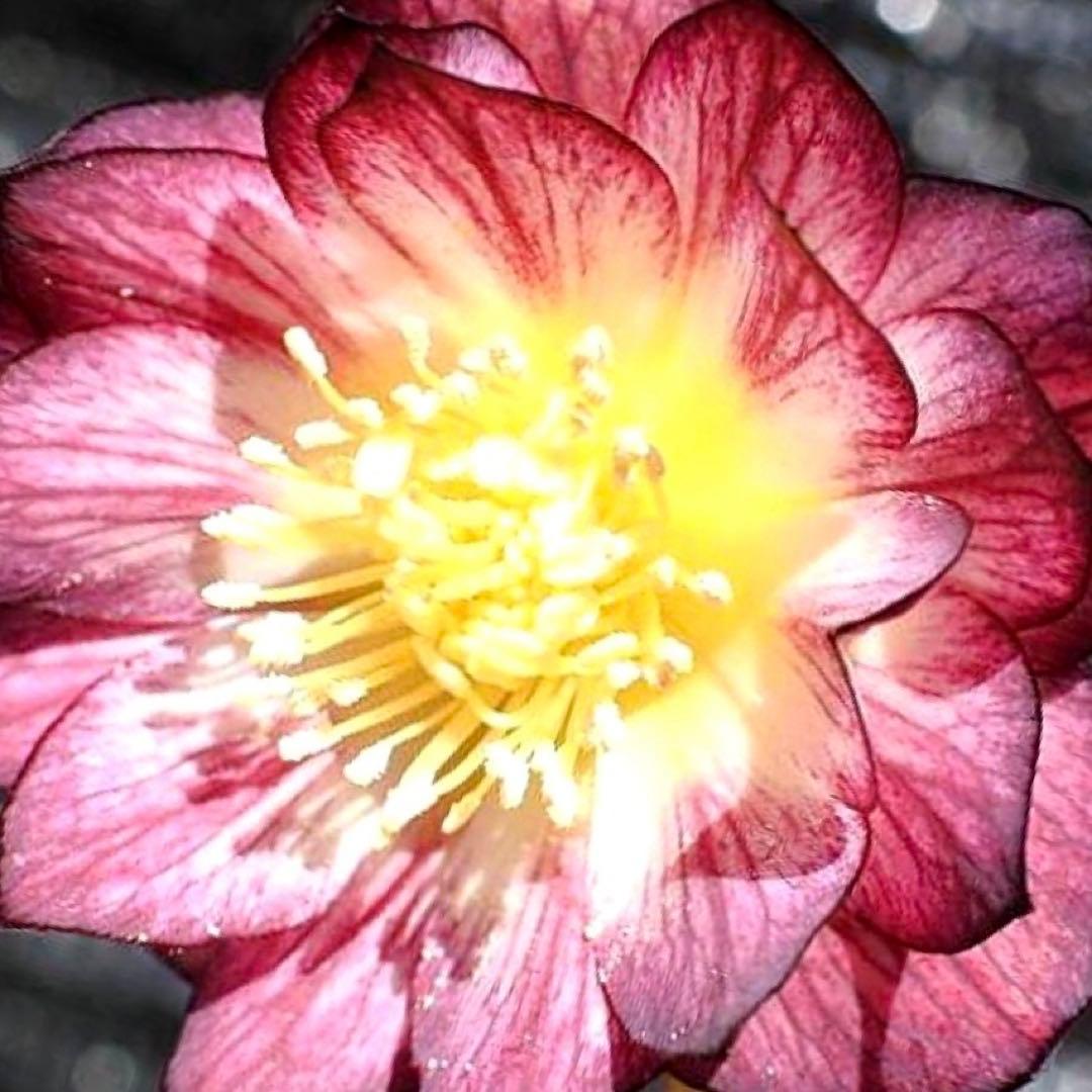 ま*️様 ❤️根充実❤️新芽❤️203タグ付【レッドイルミリオン】シャイニングレ