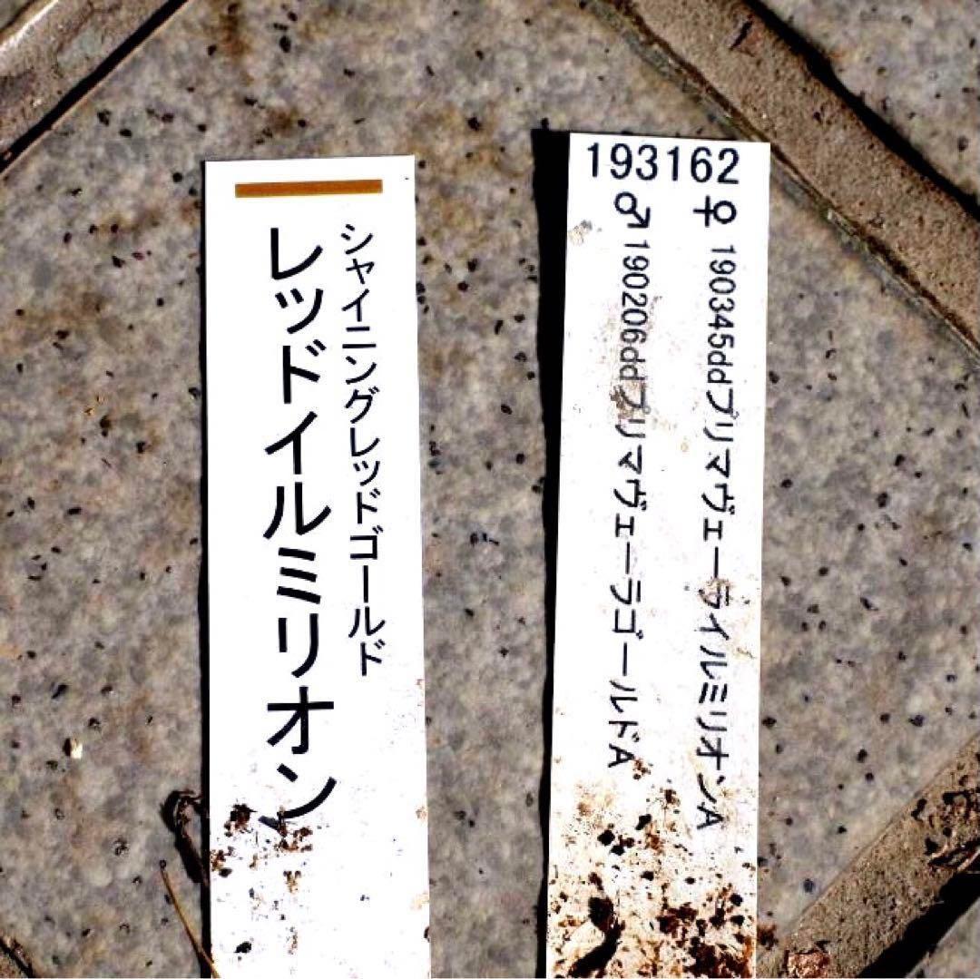 ま*️様 ❤️根充実❤️新芽❤️203タグ付【レッドイルミリオン】シャイニングレ