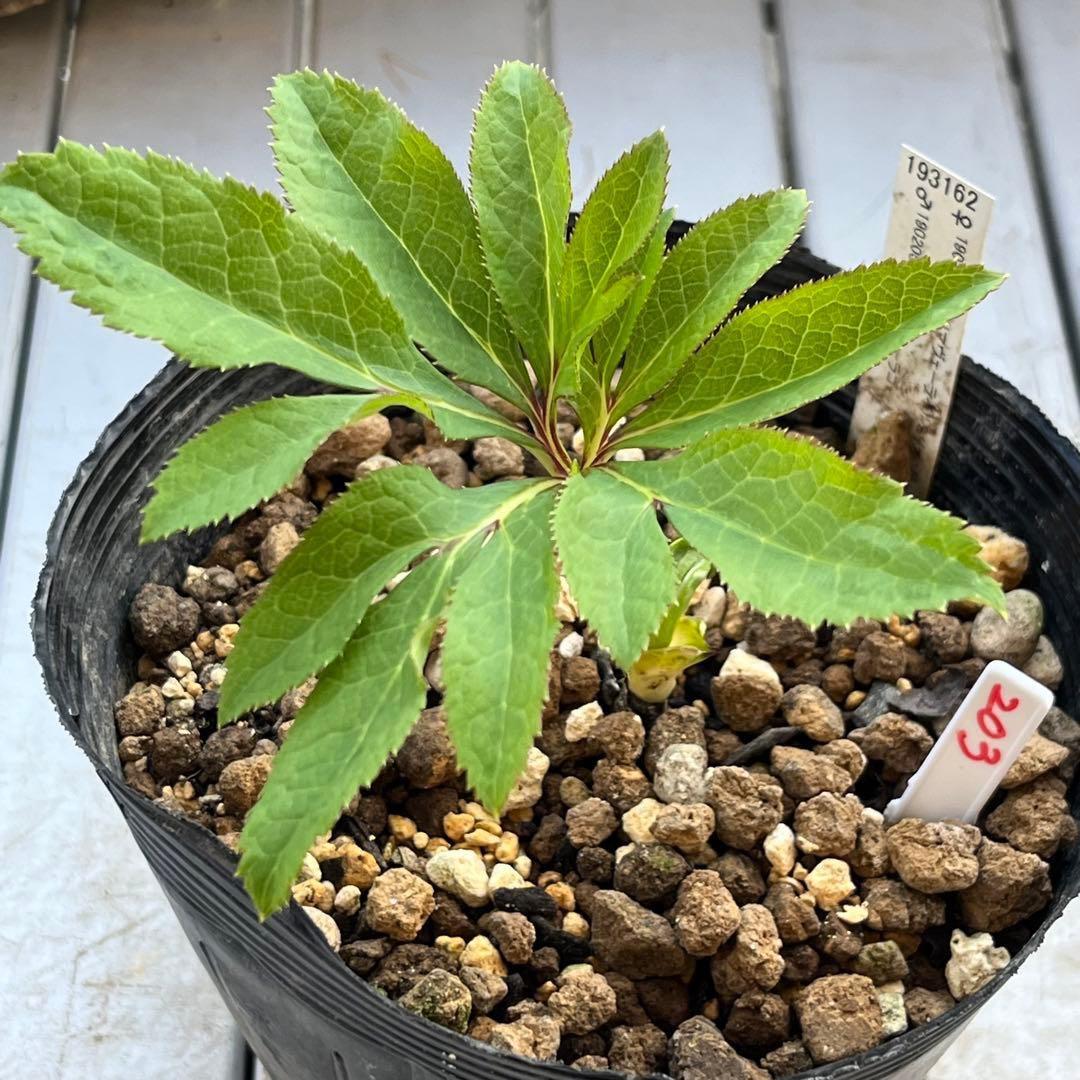 ま*️様 ❤️根充実❤️新芽❤️203タグ付【レッドイルミリオン】シャイニングレ