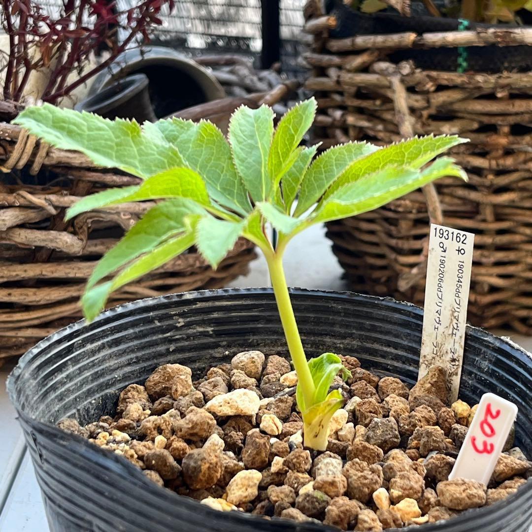 ま*️様 ❤️根充実❤️新芽❤️203タグ付【レッドイルミリオン】シャイニングレ